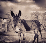 Donkey: Speaking of Spain